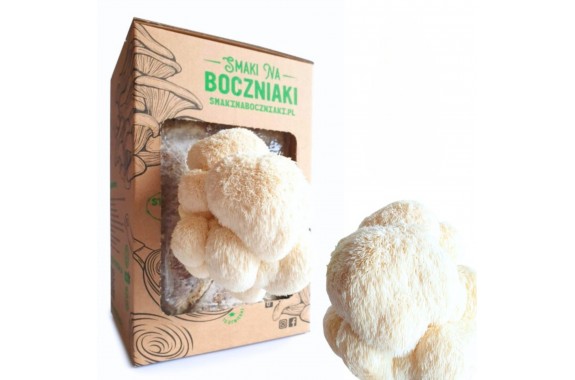 Soplówka Jeżowata Lion's Mane Grzybnia do uprawy - Smaki na Boczniaki