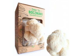 Soplówka Jeżowata Lion's Mane Grzybnia do uprawy - Smaki na Boczniaki