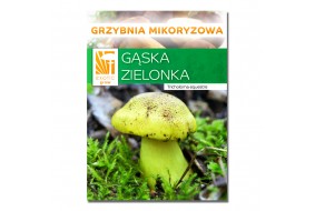 Gąska zielona hodowla mikoryzowa opak. 150g żywa grzybnia