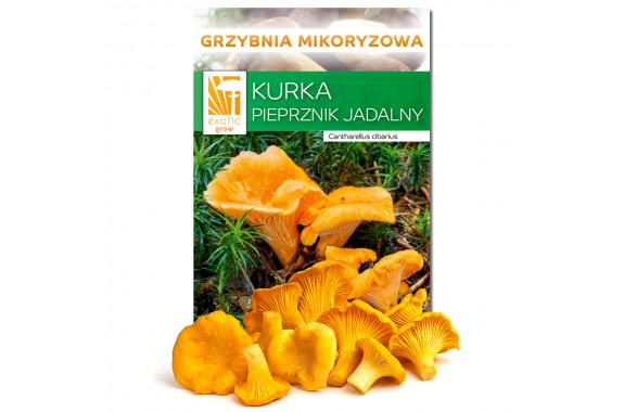 Kurka pieprznik jadalny hodowla mikoryza opak. 150g żywa grzybnia