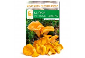 Kurka pieprznik jadalny hodowla mikoryza opak. 150g żywa grzybnia