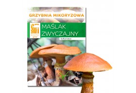 Maślak zwyczajny hodowla w ogrodzie żywa grzybnia 150g