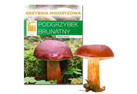 Podgrzybek brunatny Hodowla w ogrodzie żywa grzybnia 150g