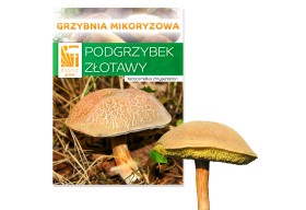 Podgrzybek złotawy Hodowla w ogrodzie żywa grzybnia 150g