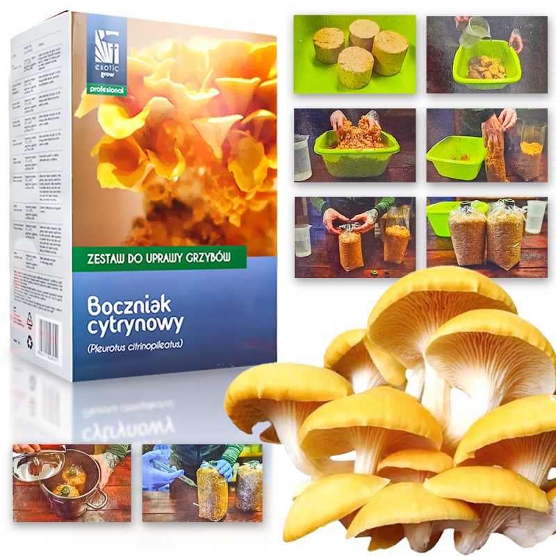 Gotowe podłoże do uprawy domowej boczniaka cytrynowego 1 kg