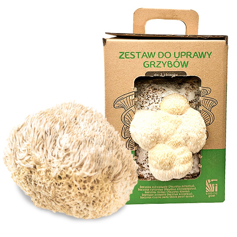 Własna uprawa soplówki żywa grzybnia soplówka jeżowata 6L grow kit