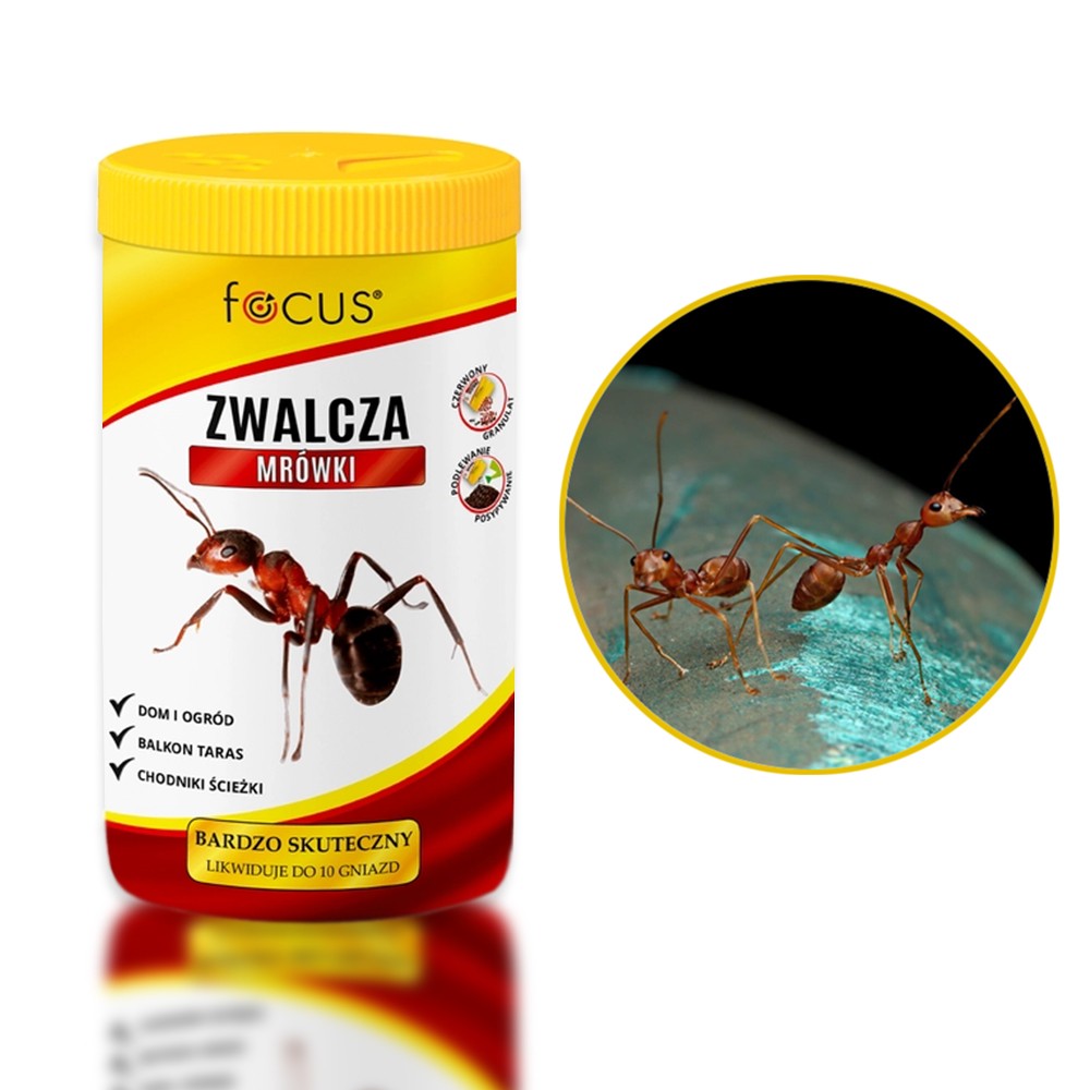 focus skuteczne zwalczanie mrówek