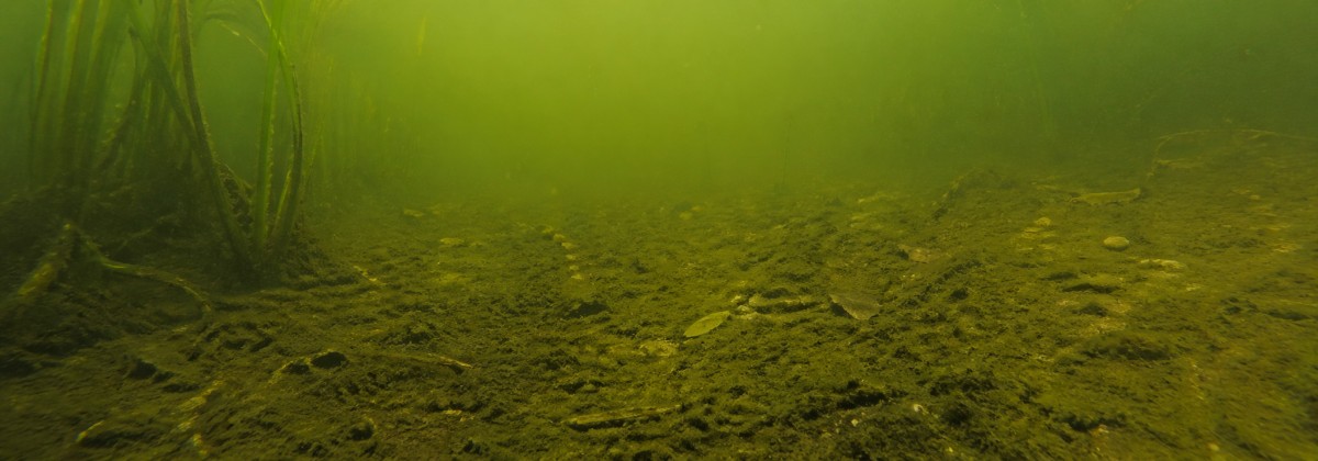zamulone dno oczka wodnego z zieloną wodą i glonami